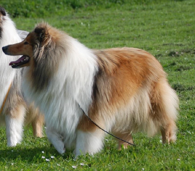 Do Ripaumia Fonte fornecida( 2bob, 5cc, 2cacib,exc p.o)